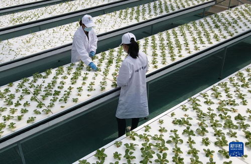 智慧菜園子 生物科技讓蔬菜長在墻上，好吃又時尚