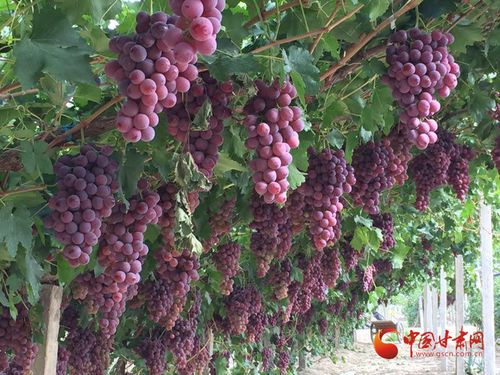 金塔縣 夯實(shí)質(zhì)量監(jiān)管基礎(chǔ)，實(shí)施綠色品牌引領(lǐng)，助推初級(jí)農(nóng)產(chǎn)品高質(zhì)量發(fā)展